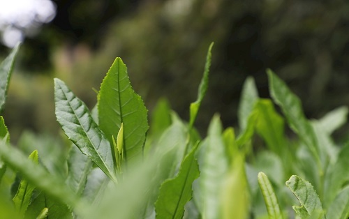 茶葉大國應(yīng)用，土壤養(yǎng)分檢測儀可以對茶葉合理施肥有何等指導(dǎo)作用？