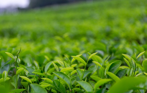 土壤溫濕度儀助推傳統(tǒng)茶產(chǎn)業(yè)優(yōu)質(zhì)發(fā)展，指導(dǎo)灌溉作業(yè)