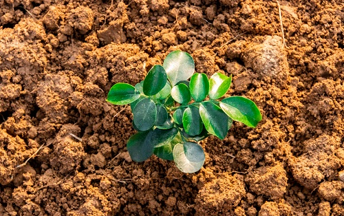 土壤溫度對植物的重要性！土壤溫度計專業(yè)分析